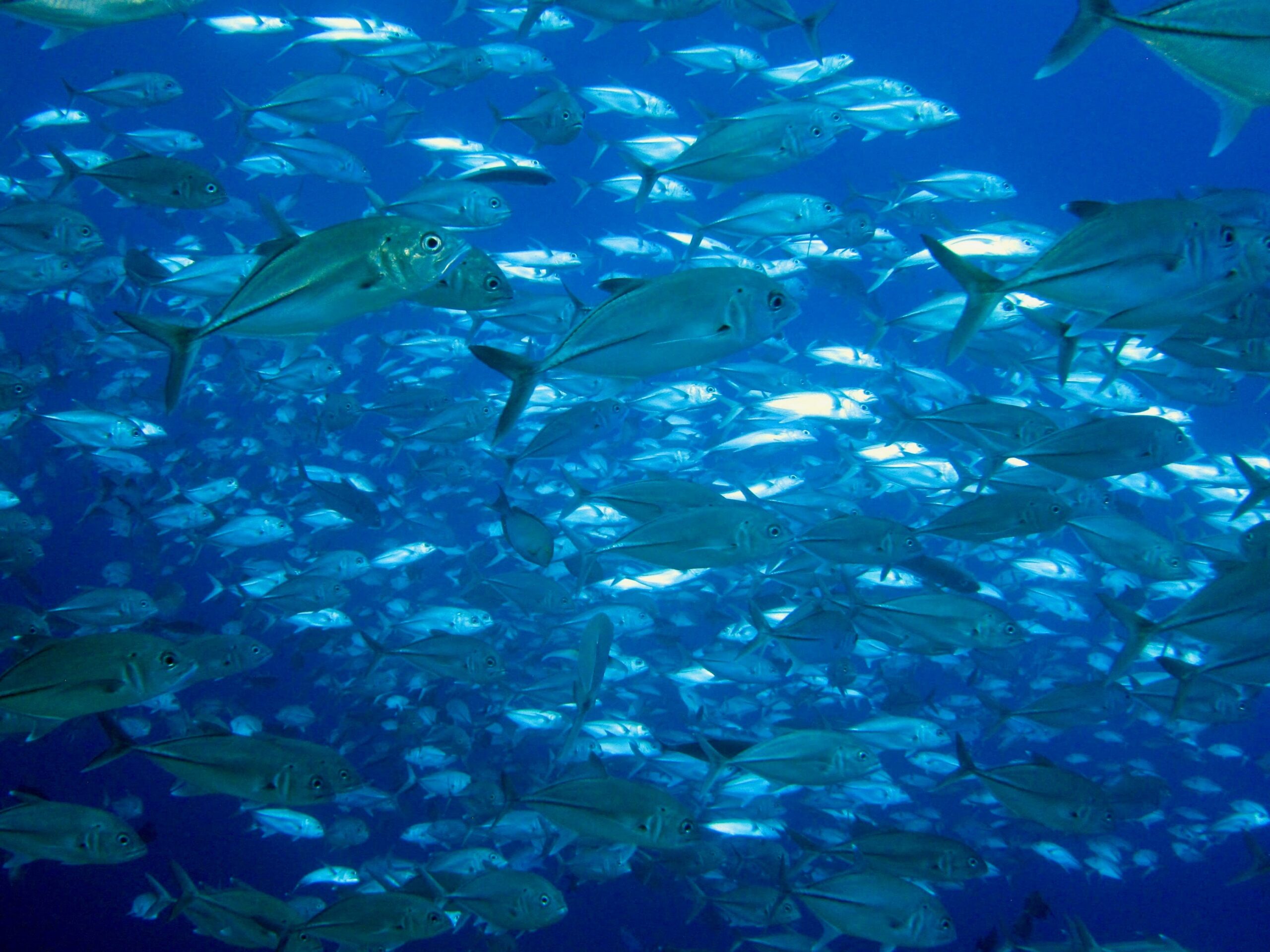 Pohnpei FSMTC