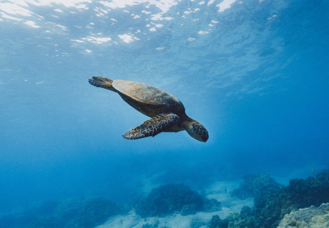 Galapagos Cable System